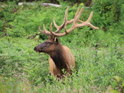 Redwood National Park