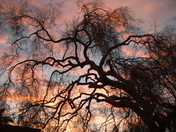 Joshua Tree National Park