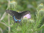 Shenandoah National Park Virginia