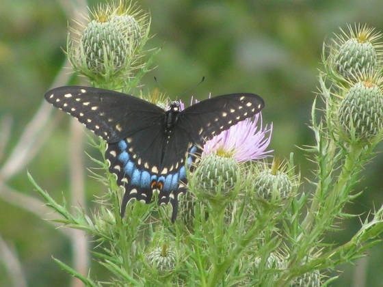 Shenandoah National Park Virginia