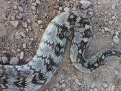 Big Bend National Park