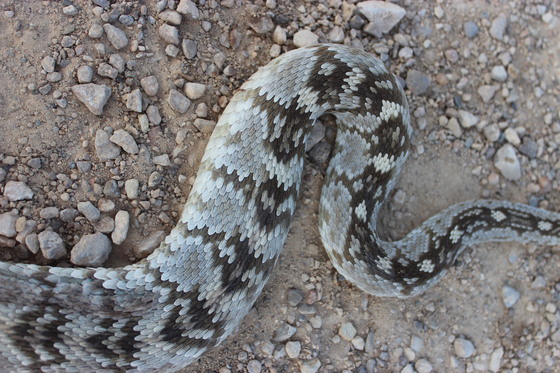 Big Bend National Park