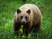 Glacier National Park