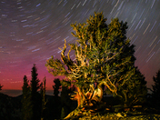 Ancient Bristlecone Pine Forest