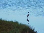 Merritt Island National Wildlife Refuge