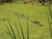 Merritt Island National Wildlife Refuge