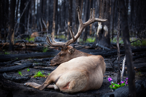 Yellowstone National Park