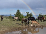 Pryor Mountain Wild Horse Range