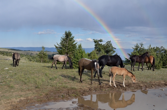 Pryor Mountain Wild Horse Range