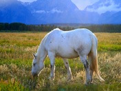 Grand Teton National Park