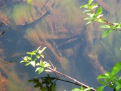 Sequoia National Park