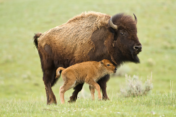 Yellowstone National Park