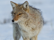 National Elk Refuge, Jackson, Wyoming