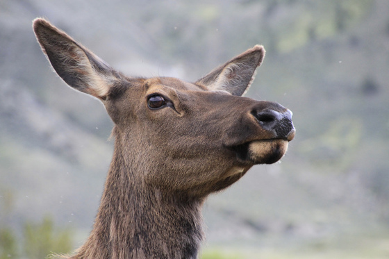 Yellowstone National Park