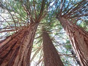 Sequoia National Park
