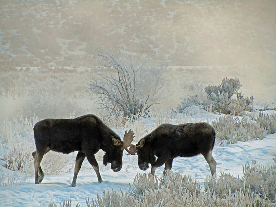 Grand Teton