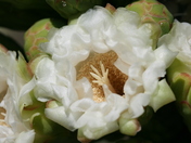 Suguaro National Park