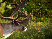 Denali National Park