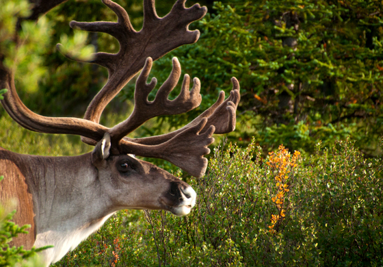 Denali National Park