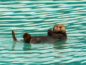 Kenai Fjords National Park