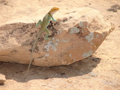 Hovenweep National Monument