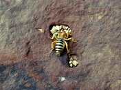 NATURAL BRIDGES NATIONAL MONUMENT