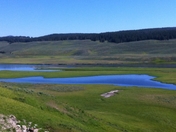 Yellow stone national park