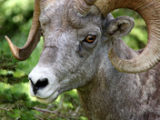 Glacier National Park