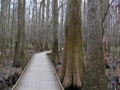 Congaree National Park