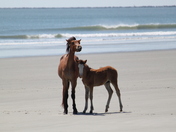 Cumberland Island