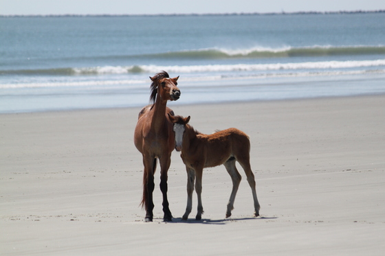 Cumberland Island