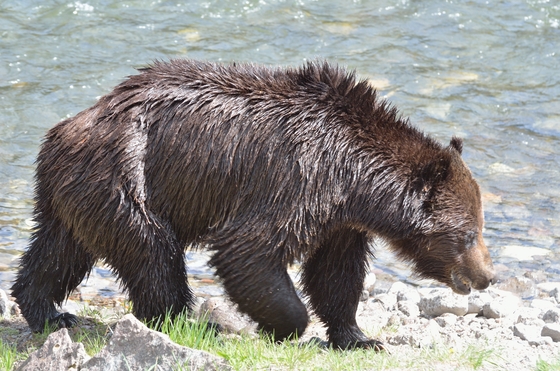 Yellowstone National Park