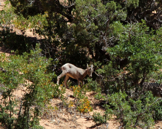 Zion National Park