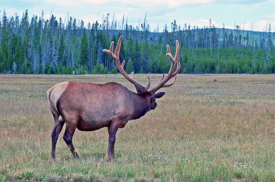 Yellowstone National Park