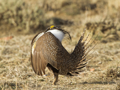 Bureau of Land Management