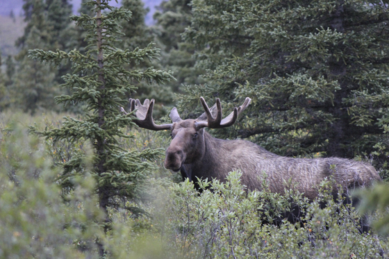 Denali National Park
