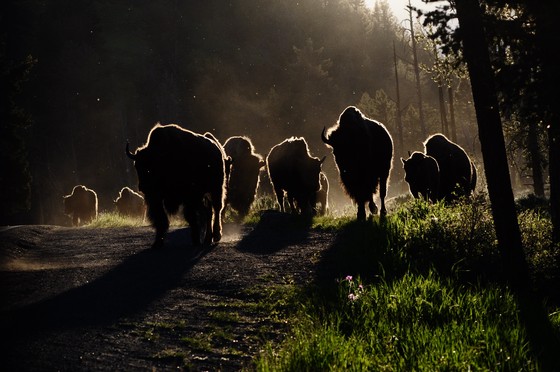 Yellowstone National Park