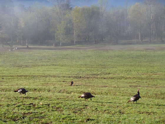 Great Smoky Mountains National Park