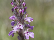 Yosemite National Park