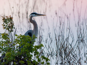 Blackwater National Wildlife Refuge
