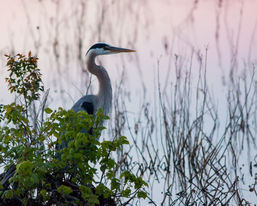 Blackwater National Wildlife Refuge