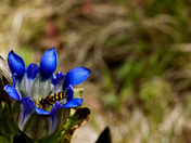 Arapaho National Forest