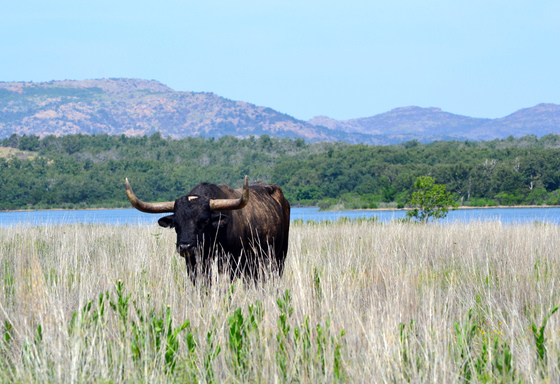 Wichita Mountain National Wildlife Refuge