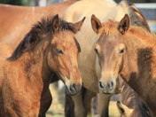 Assateague Island National Seashore