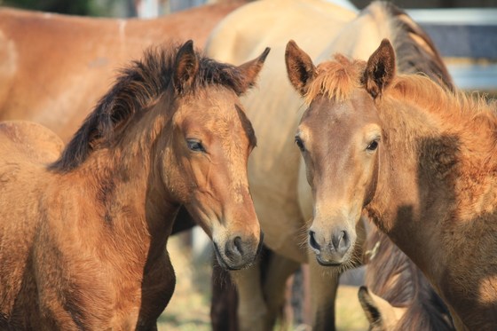 Assateague Island National Seashore