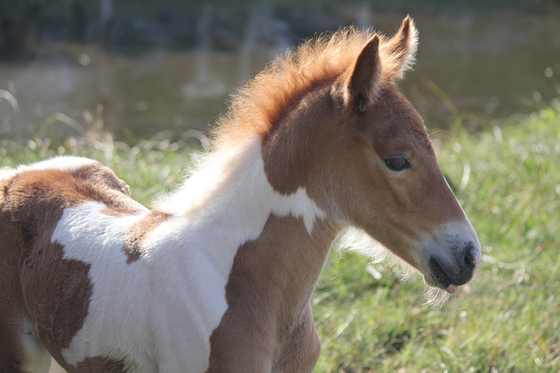 Assateague Island National Seashore
