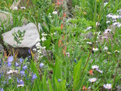 Grand Mesa National Forest