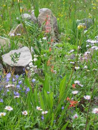 Grand Mesa National Forest