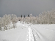 Uinta-Wasatch-Cache National Forest