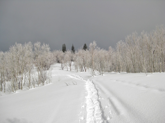 Uinta-Wasatch-Cache National Forest